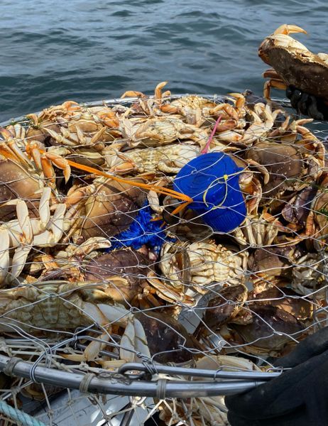 Shared Trip: Crabbing in Winchester Bay