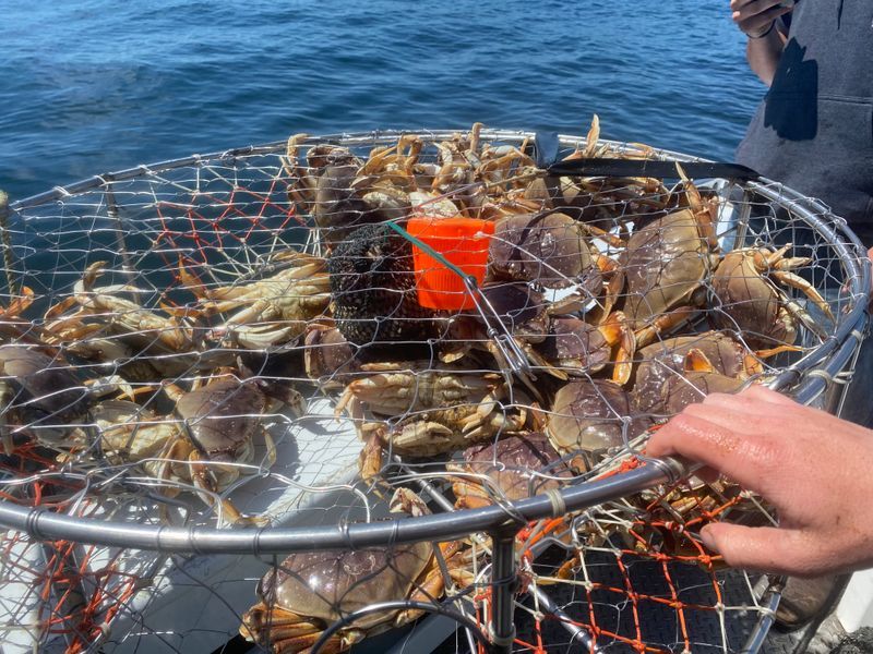 Private Charter: Crabbing Oregon Coast