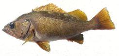 Yellowtail Rockfish